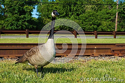 Single adult canadian goose standing in the green grass with rusty railroad tracks on the background. Closeup view. Stock Photo