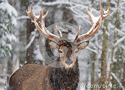 Single adult noble deer with big beautiful horns on snowy field,Looking at you. European wildlife landscape with snow and deer wit Stock Photo