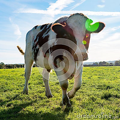 Single agriculture organic cow Stock Photo