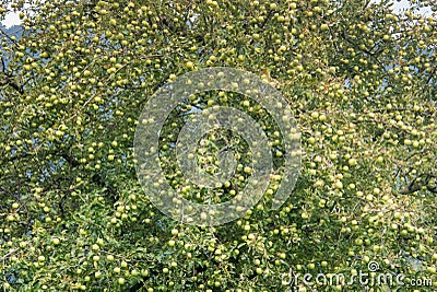 Single apple tree in late summer with hundreds of green appples Stock Photo