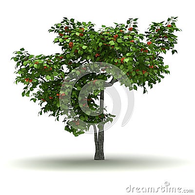 Single Apricot Tree Stock Photo