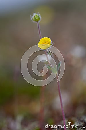 A single arctic cinquefoil flower growing on the tundra in central Nunavut, Canada Stock Photo