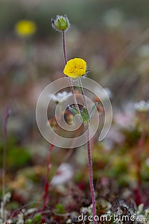 A single arctic cinquefoil flower growing on the tundra in central Nunavut, Canada Stock Photo