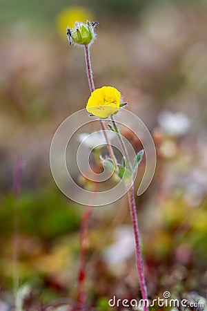 A single arctic cinquefoil flower growing on the tundra in central Nunavut, Canada Stock Photo