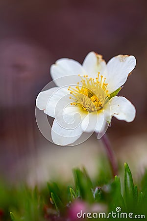 A single arctic mountain aven or alpine dryad flower in full bloom Stock Photo