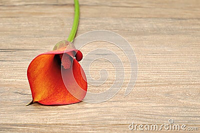 A single Arum lilly Stock Photo