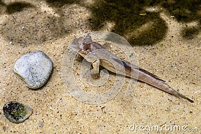 Single Atlantic mudskipper fish - latin Periophthalmus barbarus - natively inhabiting fresh, marine and brackish waters of Stock Photo