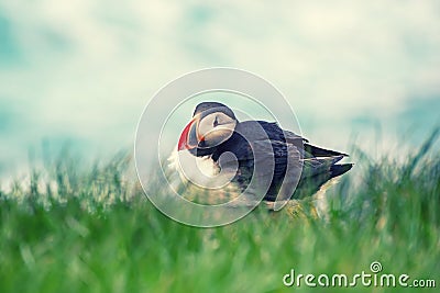 Single atlantic puffin Stock Photo