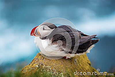 Single atlantic puffin Stock Photo