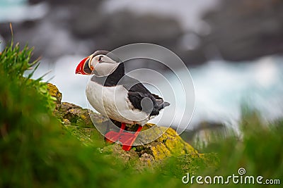 Single atlantic puffin Stock Photo