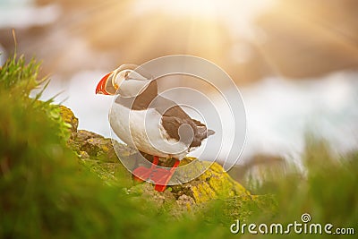 Single atlantic puffin Stock Photo