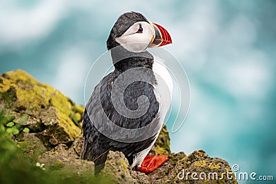 Single atlantic puffin Stock Photo