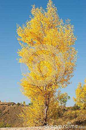 A single autumn birch tree Stock Photo