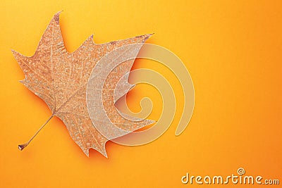 Single Autumn Leaf Over Orange Background Stock Photo