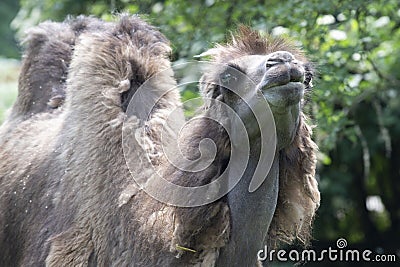 Two-humped camel - Camelus bactrianus with grey brown fur looking up in Zoo Cologne Stock Photo