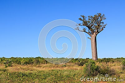 Single Baobab tree in an African landscape with clear blue sky Stock Photo