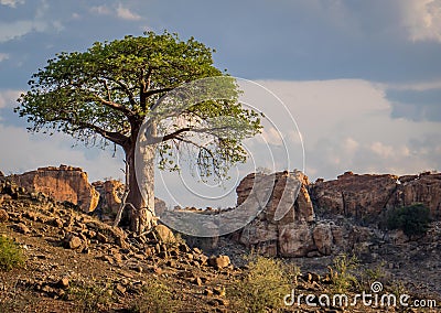 Single Baobab tree in South African Landscape Stock Photo