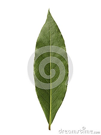 Single bay leaf isolated on white background Stock Photo