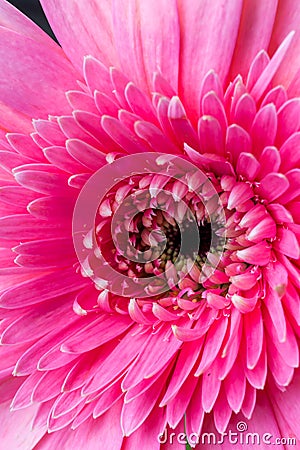 African pink daisy Stock Photo