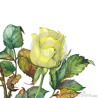 A single of beautiful golden yellow rose with green leaves. Stock Photo