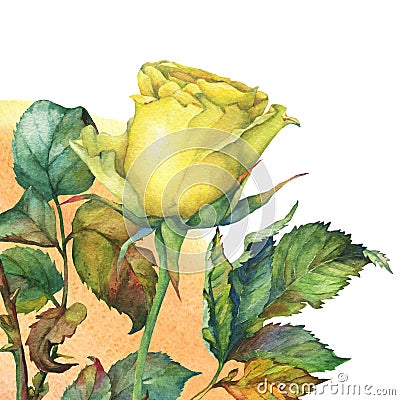 A single of beautiful golden yellow rose with green leaves. Stock Photo