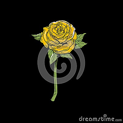 Single beautiful yelow rose vector template Vector Illustration