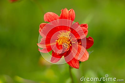 Single beauty natural red flower of dahlia Stock Photo