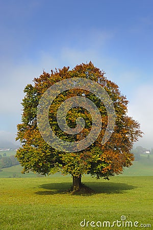 Single beech tree Stock Photo