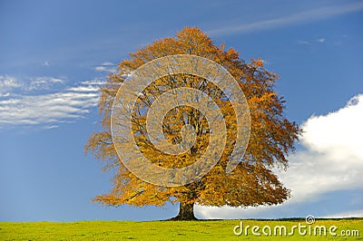 Single beech tree at fall Stock Photo
