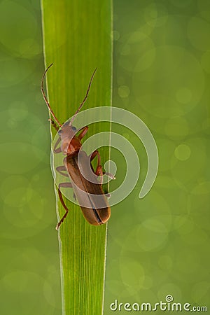 Beetle Rhagonycha fulva Stock Photo