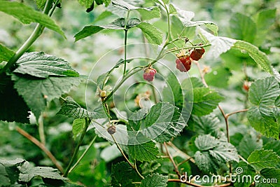 A berry on a raspberry bush Stock Photo