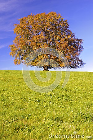 Single big beech tree at autumn Stock Photo