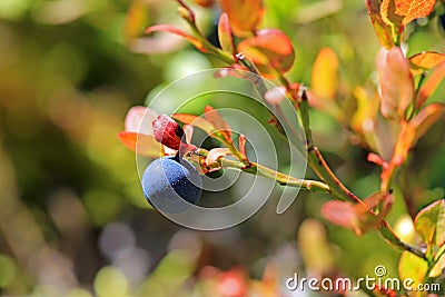 Single Bilberry or Vaccinium myrtillus Stock Photo