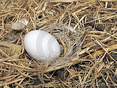 Single Bird egg Stock Photo