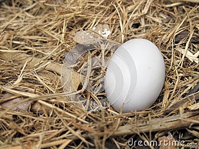 Single Bird Egg Stock Photo