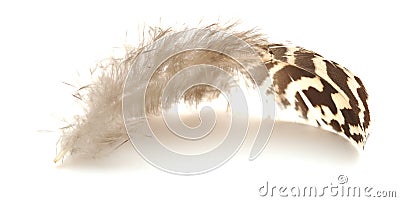 Single bird feather Stock Photo