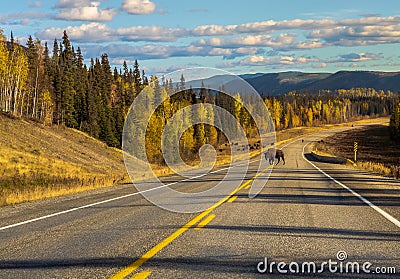 Bison blocking the highway, Yukon, Canada Stock Photo