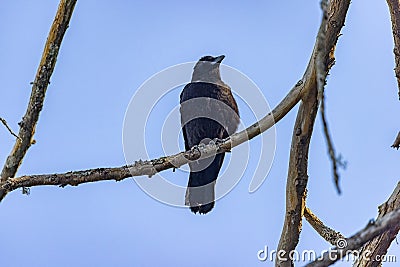 a single black crow sitting on a tree branch Stock Photo