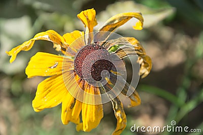 Single Black-Eyed Susan Rudbeckia Hirta yellow flower with blurred background. Blooming fade, autumn flower bed, selective focus Stock Photo