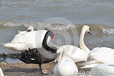 Black and white swans Stock Photo