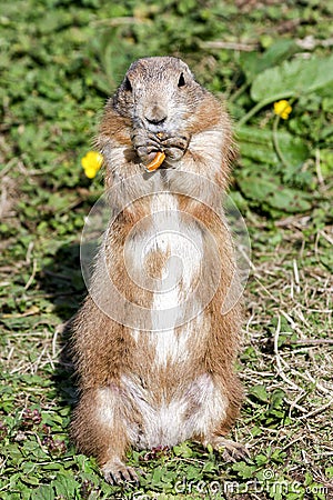 Single black-tailed prairie dog cynomys ludovicianus standing upright eating a pretzel Stock Photo