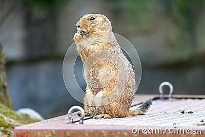 A single black-tailed prairie dog portrait Stock Photo