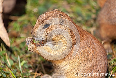 A single black-tailed prairie dog portrait Stock Photo