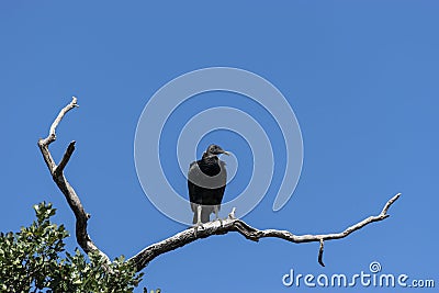 Buzzard on bare branch looking around Stock Photo