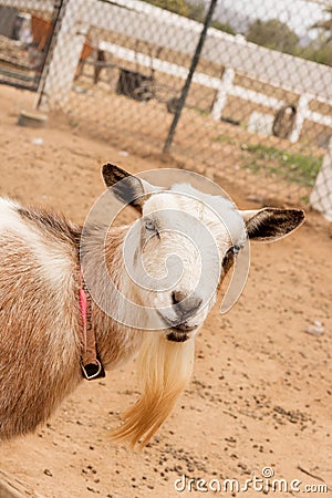 Single black, white and tan, bearded, blue eyes Nigerian dwarf pet goat, entering frame from the left, looking at camera with gent Stock Photo