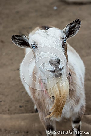 Single black, white and tan, bearded, blue eyes Nigerian dwarf pet goat looking up at camera with gentle smile on face, vertical f Stock Photo