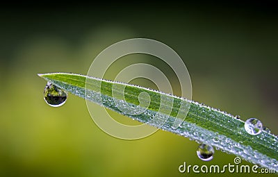 Single blade of grass with dew drops in extreme macro. Stock Photo