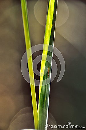 A single blade of grass in a meadow with two twigs Stock Photo