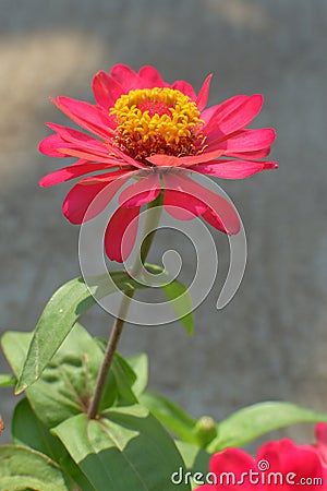 Single Bloom of Zinnia Elegant or Zinnia Violacea Flower, close up Stock Photo