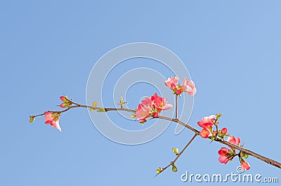 Single blooming branch of flowering quince bush Stock Photo